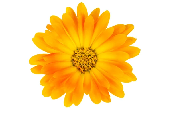 Isolerade calendula blomma — Stockfoto