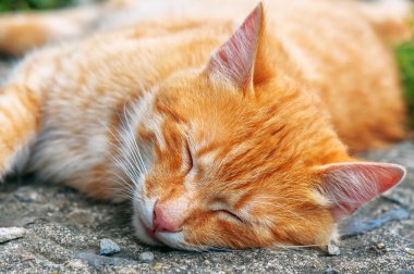 Uyuyan kırmızı kedi. Hayvan teması