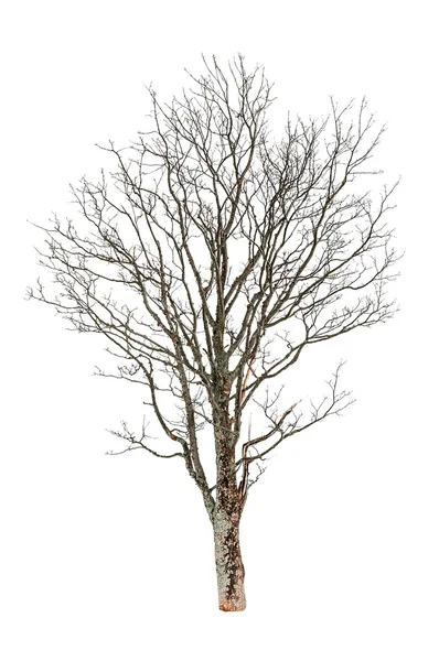 光秃秃的秋天山毛榉树 白色隔离 — 图库照片