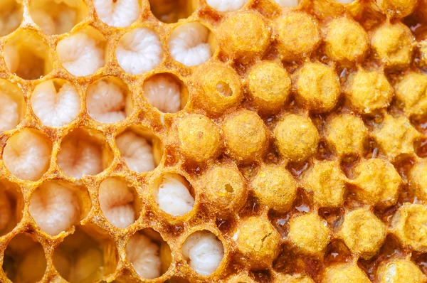 Honeycomb Con Larvas Abejas Como Textura — Foto de Stock