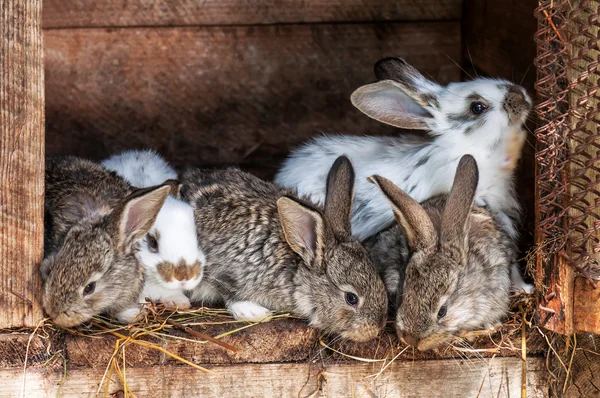 Piccoli Conigli Soffici Nella Gabbia — Foto Stock