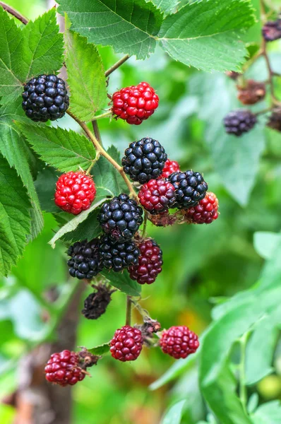 Sweet Ripe Blackberry Bush — Stock Photo, Image