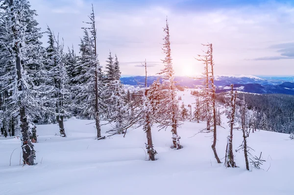 Arbres Morts Séchés Dans Les Montagnes Hiver — Photo