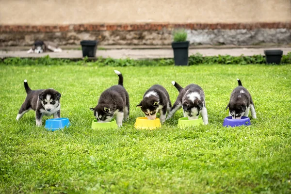 Husky puppies eat from plastic bowls on the green grass