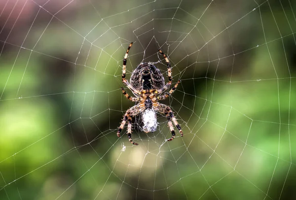 Scary Cross Spider Center Web — Stock Photo, Image