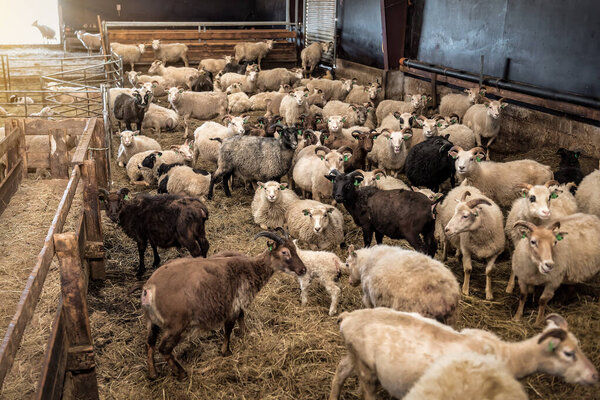 flock of sheep in the stable on the farm