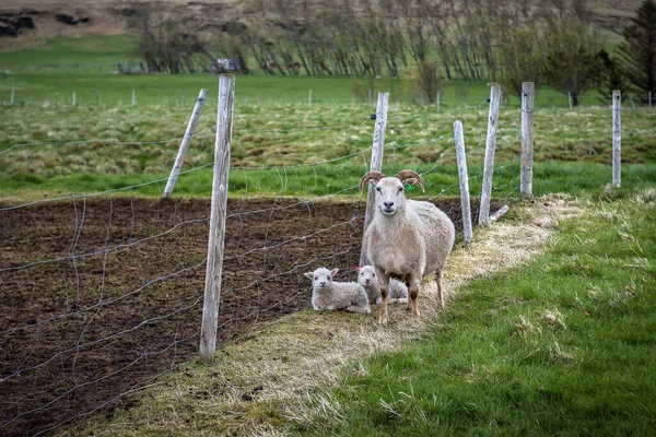 Mère Mouton Avec Deux Petits Enfants Ferme — Photo