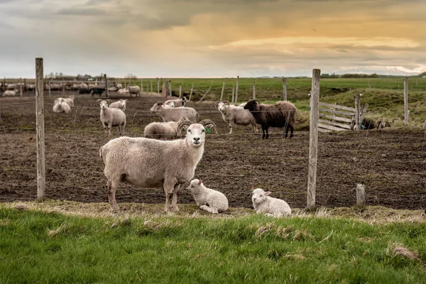 Famiglia Pecore Nella Fattoria Islandese — Foto Stock