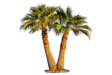 Beyaz üzerine izole edilmiş birkaç palmiye ağacı.