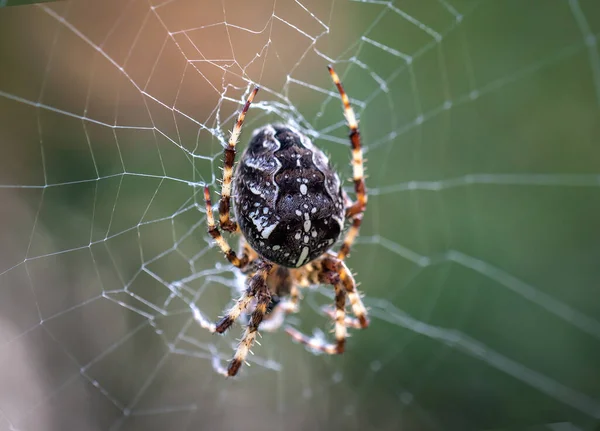 Live Scary Cross Spider Web — Stock Photo, Image