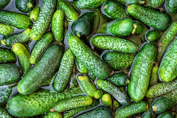 Rijpe Komkommers Het Water Als Textuur — Stockfoto