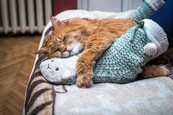 Bonito Vermelho Gato Dormindo Humano Pernas — Fotografia de Stock
