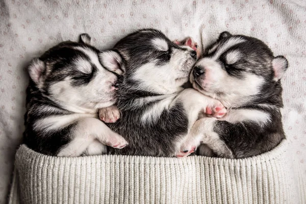 Três Cachorros Adormecidos Bonitos Husky Siberiano — Fotografia de Stock
