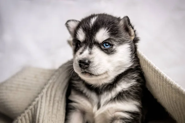 Bonito Siberiano Husky Cachorro Retrato — Fotografia de Stock