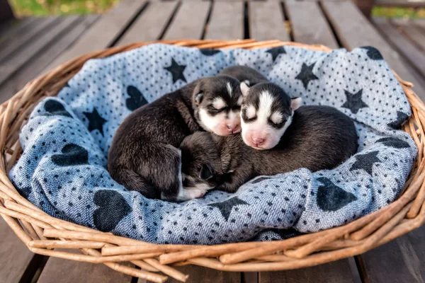 Adormecido Recém Nascido Siberiano Husky Filhotes — Fotografia de Stock