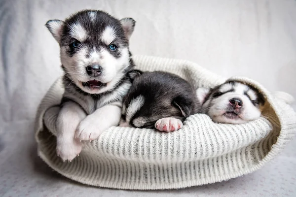 Três Filhotes Cachorro Bonitos Siberianos Husky — Fotografia de Stock