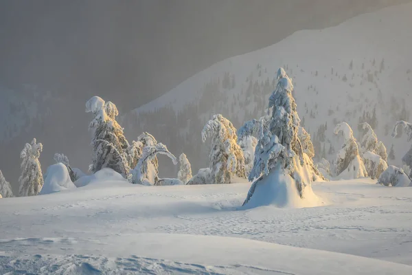 Beautiful Winter Landscape Snow Covered Firs Sunset — 图库照片