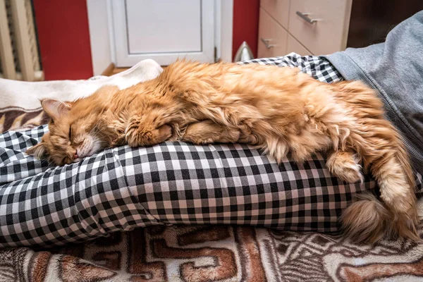 Preguiçoso Gato Vermelho Dormindo Pernas Femininas — Fotografia de Stock