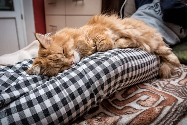 Preguiçoso Gato Fofo Vermelho Dormindo Pernas Femininas — Fotografia de Stock