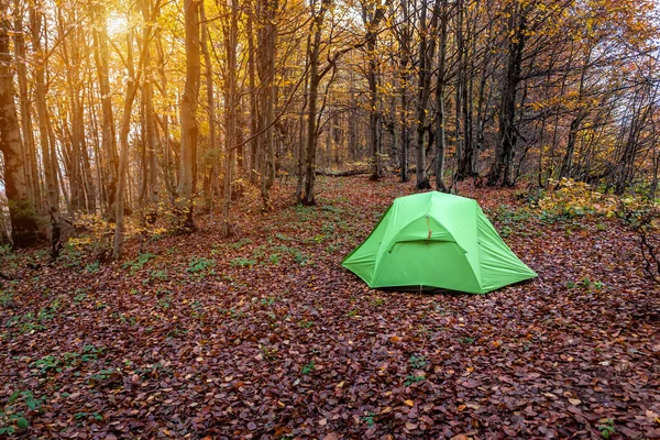 Sarı Sonbahar Ormanında Turist Çadırı — Stok fotoğraf