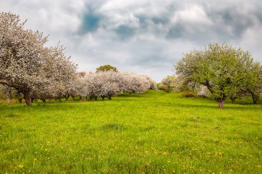 Çiçekli elma bahçesi ve fırtınalı gökyüzü olan güzel bir manzara.