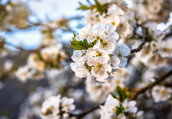 Primavera Bel Fiore Pera Fiori Bianchi — Foto Stock