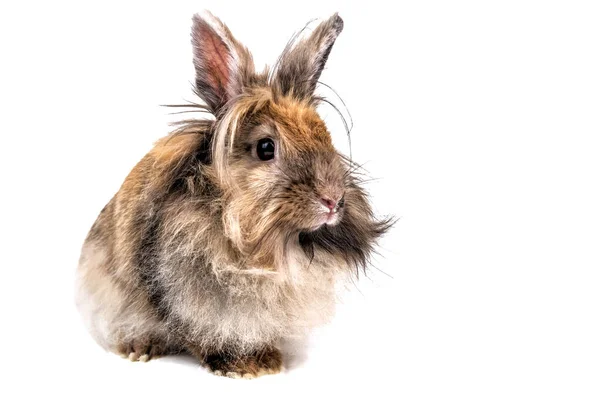 Schattig Pluizig Konijn Geïsoleerd Wit — Stockfoto