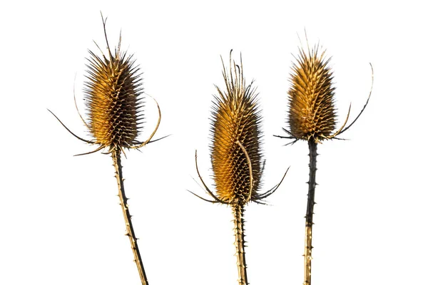 Trockendistel Isoliert Auf Weiß — Stockfoto