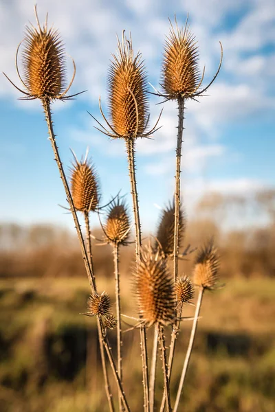 Dry Spiky Thistle Autumn — Stock Photo, Image