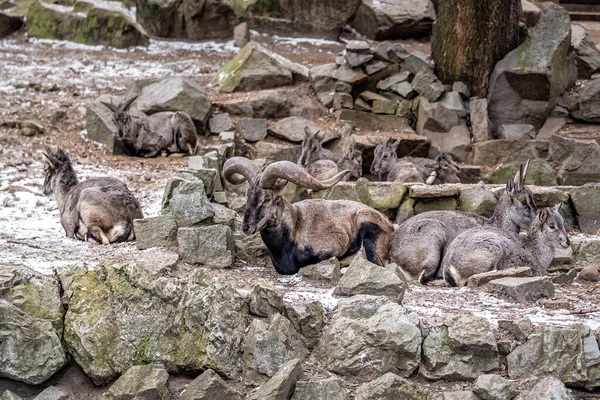 Flokken Bharal Eller Himalaya Blå Får Eller Naur Hviler Klippen - Stock-foto