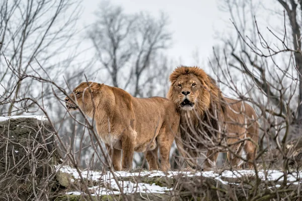 lion family, couple (pride) on the snow in the wild