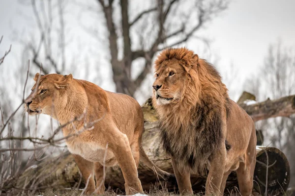 Leeuwen Paar Familie Het Wild — Stockfoto