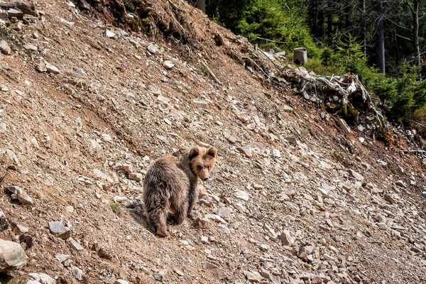Маленький Бурый Медведь Дикой Природе Карпатский Реабилитационный Заповедник — стоковое фото