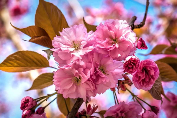 Piękny Różowy Sakura Kwiat Czasie Wiosny — Zdjęcie stockowe