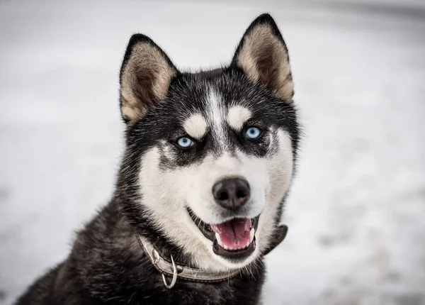 Ritratto Carino Husky Siberiano — Foto Stock