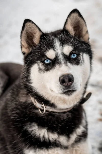 Retrato Bonitos Olhos Azuis Siberiano Husky — Fotografia de Stock