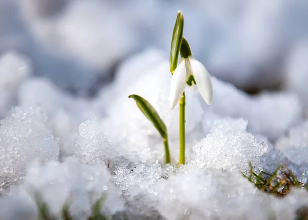 First Snowdrop Sprouted Snow — Stock Photo, Image
