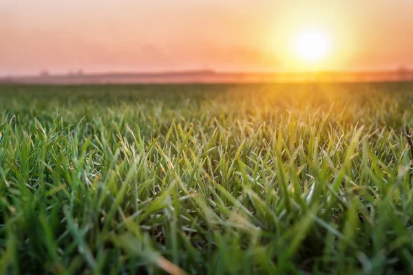 Jong Gekiemd Tarweveld Prachtige Zonsondergang — Stockfoto