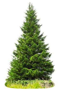 Alabalık biftek ızgara tava