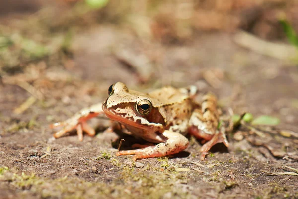 Živé žáby — Stock fotografie