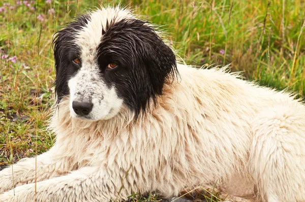 Collie portrait de chien — Photo