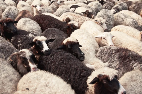 Flock of sheeps — Stock Photo, Image