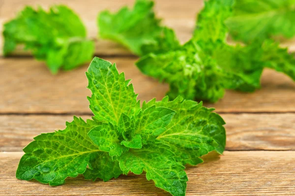 Green and fresh mint — Stock Photo, Image