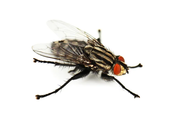 Mosca viva — Foto Stock