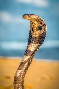 Sahilde güneş ışığında yaşayan Kral Kobra 'nın portresi