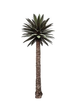 Beyaz üzerinde palmiye