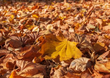 Kuru sonbahar yaprakları