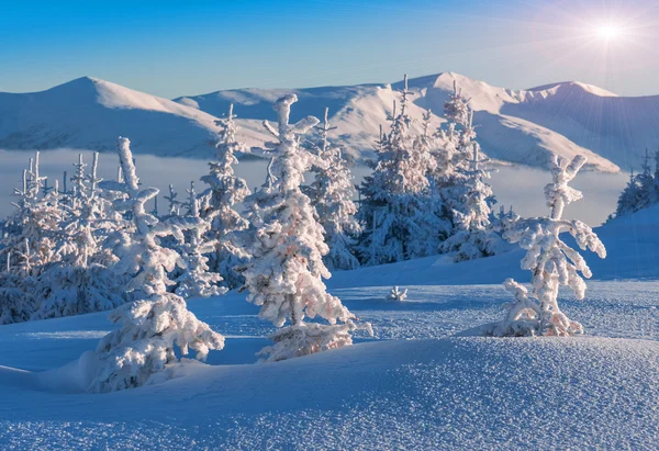 大雪覆盖的冷杉 — 图库照片