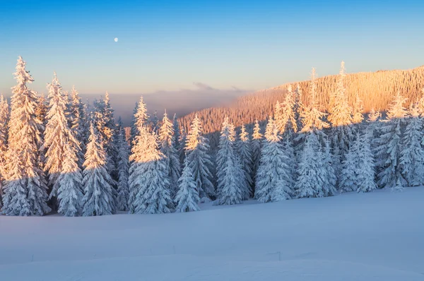 Foresta invernale in montagna — Foto Stock