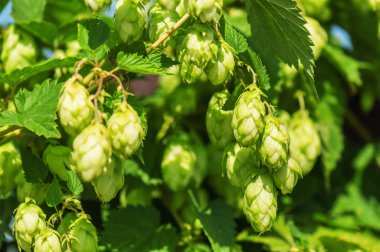 yemyeşil yeşil atlama